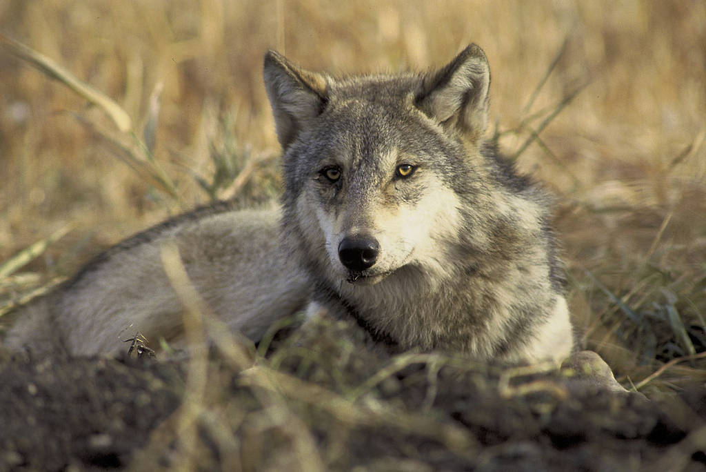 Gray wolf John and Karen HollingsworthUSFWS