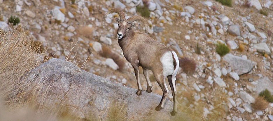 Bighorn sheep by Steve Yeager