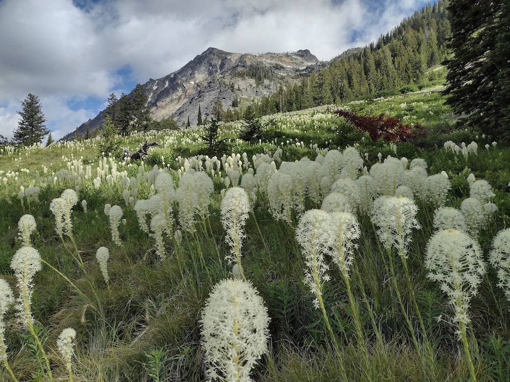 ww S B W Bear Grass B Haverstick